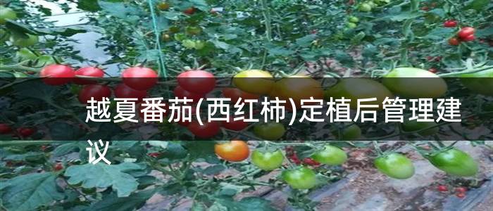 越夏番茄(西红柿)定植后管理建议
