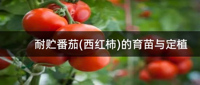 耐贮番茄(西红柿)的育苗与定植