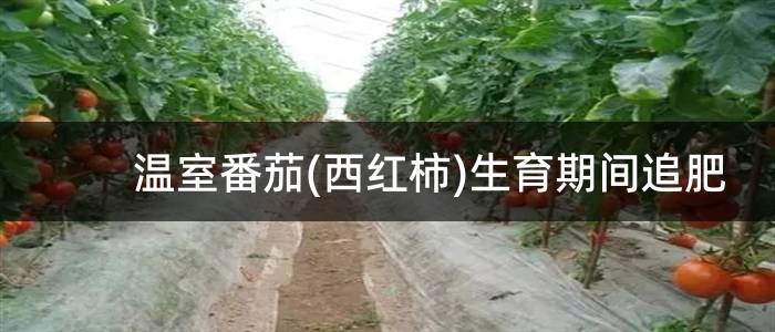 温室番茄(西红柿)生育期间追肥
