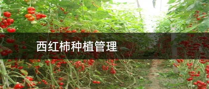 西红柿种植管理