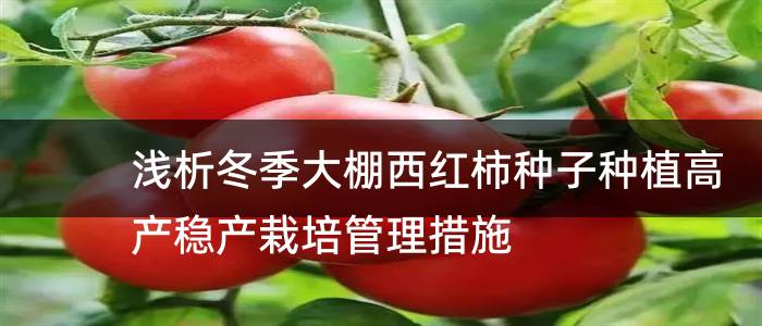 浅析冬季大棚西红柿种子种植高产稳产栽培管理措施