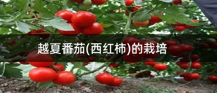 越夏番茄(西红柿)的栽培