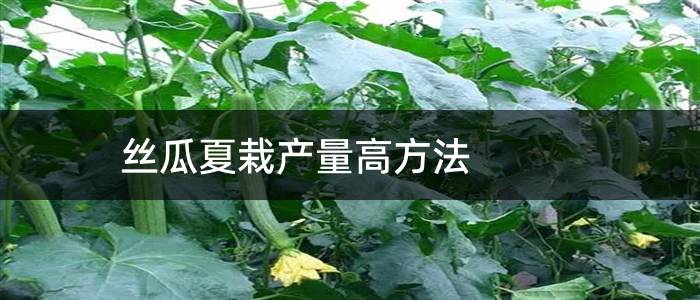 丝瓜夏栽产量高方法