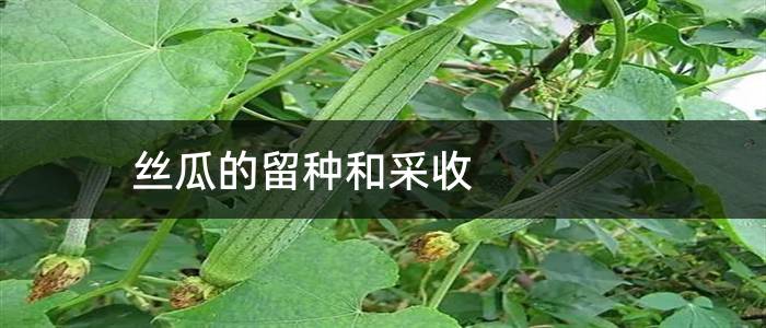 丝瓜的留种和采收
