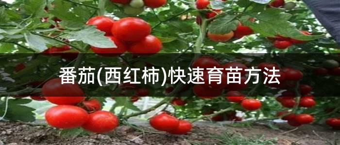 番茄(西红柿)快速育苗方法