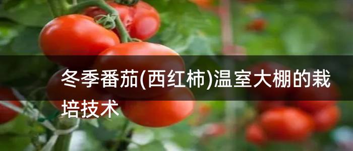 冬季番茄(西红柿)温室大棚的栽培技术