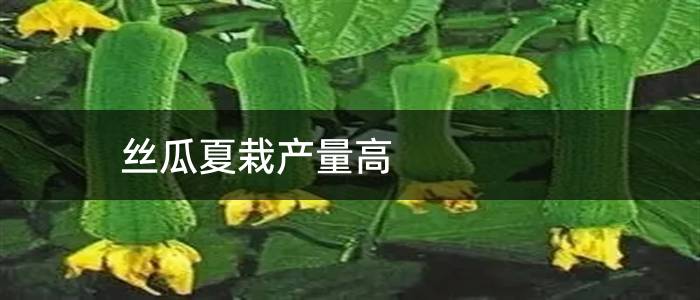 丝瓜夏栽产量高