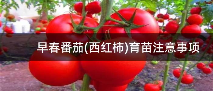 早春番茄(西红柿)育苗注意事项