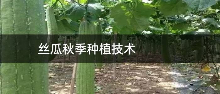 丝瓜秋季种植技术