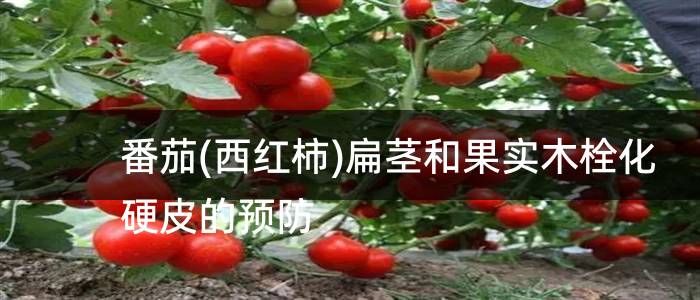 番茄(西红柿)扁茎和果实木栓化硬皮的预防