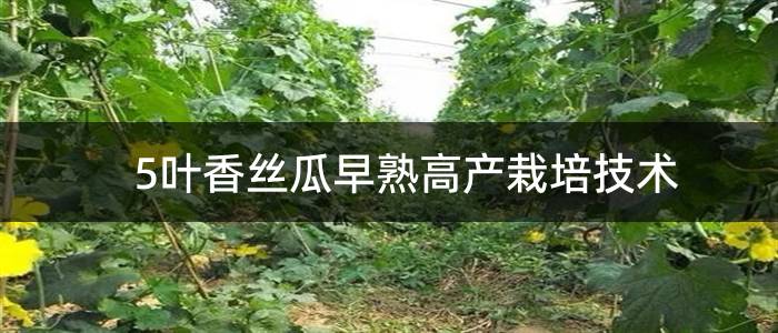 5叶香丝瓜早熟高产栽培技术