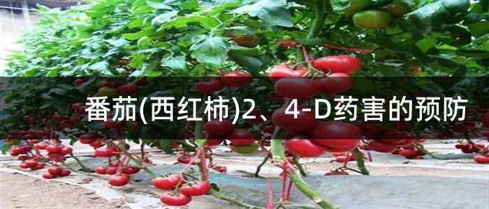 番茄(西红柿)2、4-D药害的预防