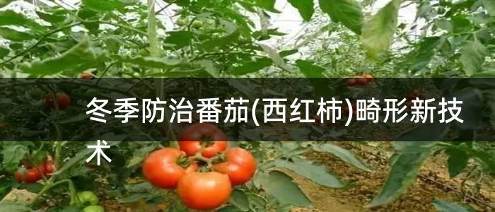 冬季防治番茄(西红柿)畸形新技术