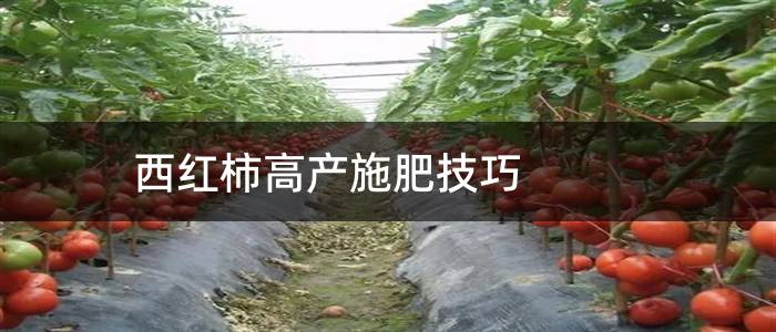 西红柿高产施肥技巧