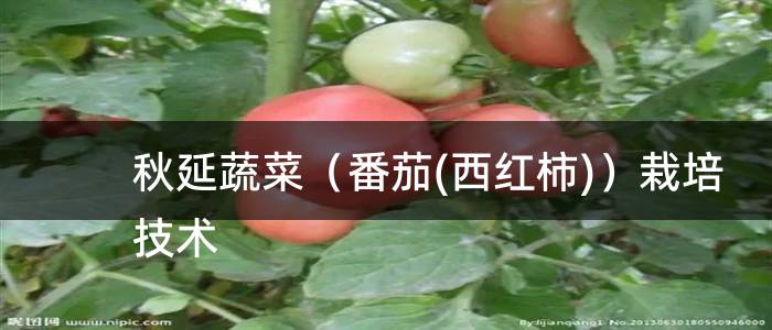秋延蔬菜（番茄(西红柿)）栽培技术