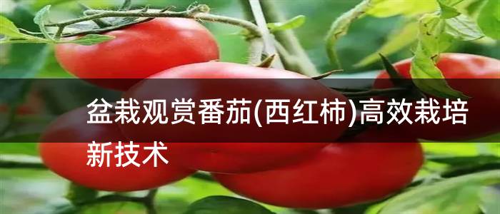 盆栽观赏番茄(西红柿)高效栽培新技术