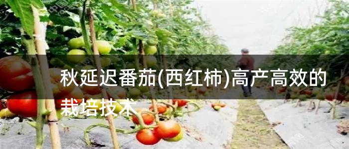 秋延迟番茄(西红柿)高产高效的栽培技术