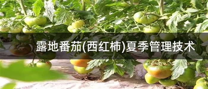 露地番茄(西红柿)夏季管理技术