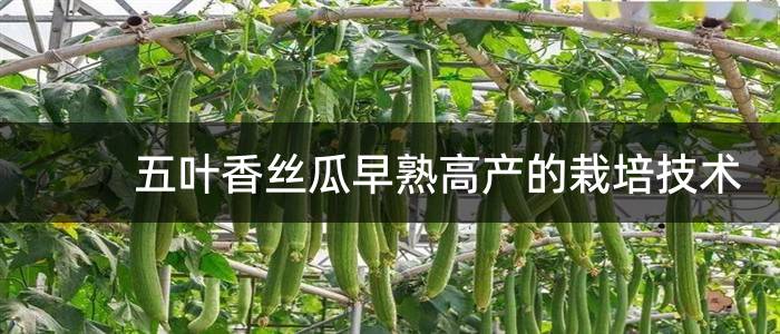 五叶香丝瓜早熟高产的栽培技术