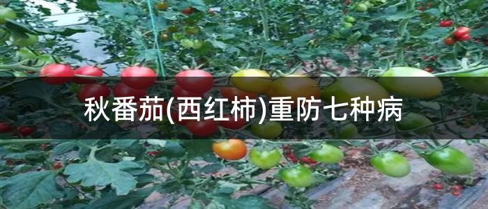 秋番茄(西红柿)重防七种病
