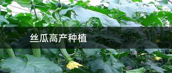 丝瓜高产种植