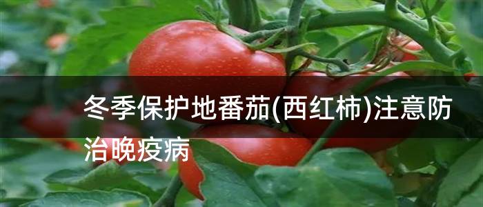 冬季保护地番茄(西红柿)注意防治晚疫病