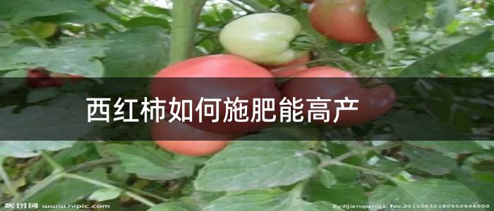西红柿如何施肥能高产