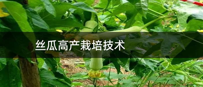 丝瓜高产栽培技术