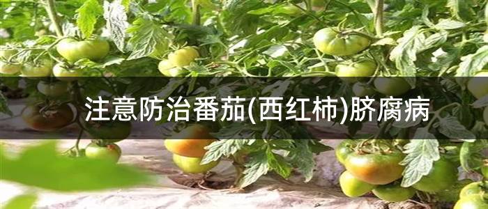 注意防治番茄(西红柿)脐腐病
