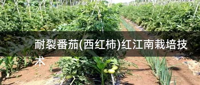耐裂番茄(西红柿)红江南栽培技术