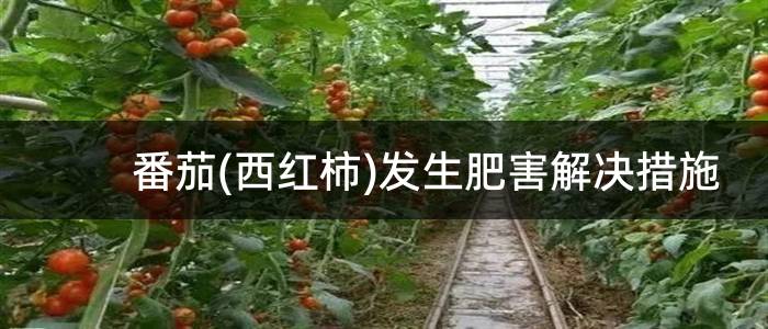 番茄(西红柿)发生肥害解决措施