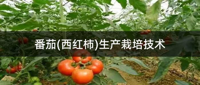 番茄(西红柿)生产栽培技术