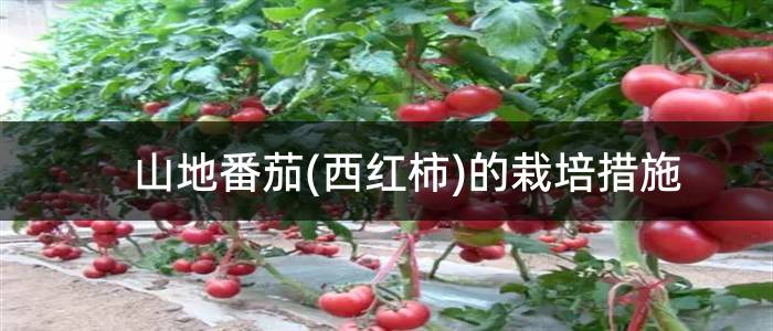山地番茄(西红柿)的栽培措施