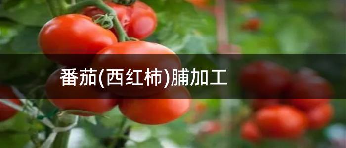 番茄(西红柿)脯加工