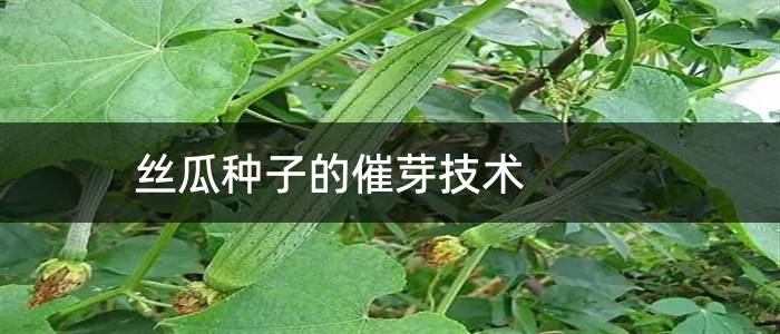 丝瓜种子的催芽技术