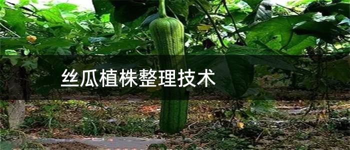 丝瓜植株整理技术