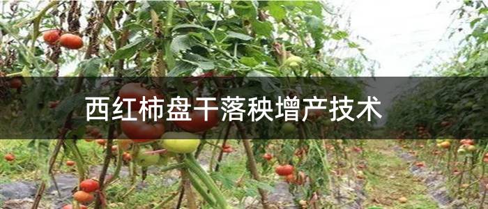 西红柿盘干落秧增产技术