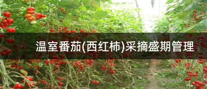 温室番茄(西红柿)采摘盛期管理