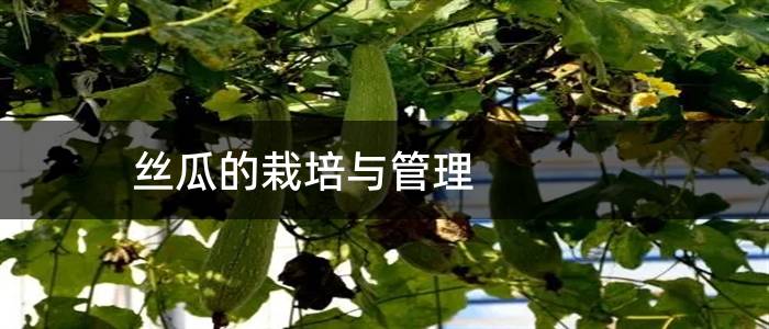 丝瓜的栽培与管理