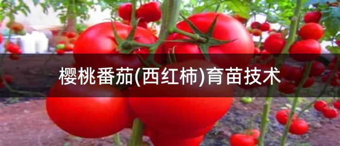 樱桃番茄(西红柿)育苗技术