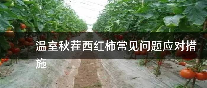 温室秋茬西红柿常见问题应对措施