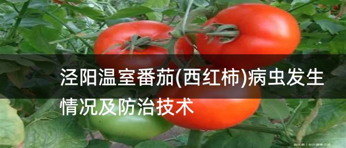 泾阳温室番茄(西红柿)病虫发生情况及防治技术