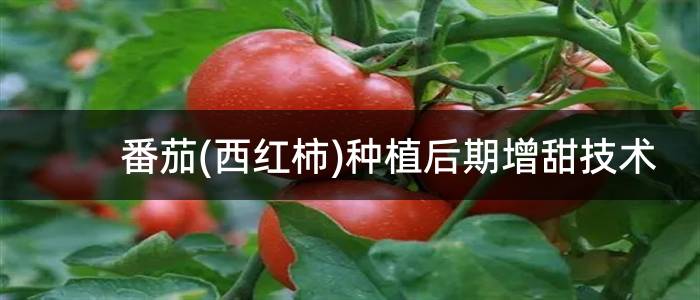 番茄(西红柿)种植后期增甜技术
