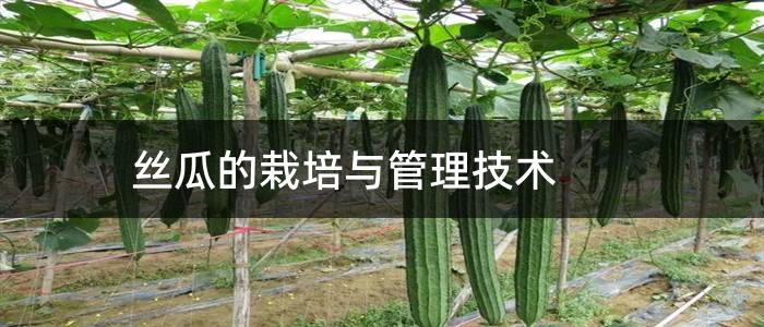 丝瓜的栽培与管理技术