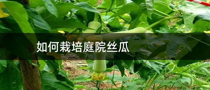 如何栽培庭院丝瓜
