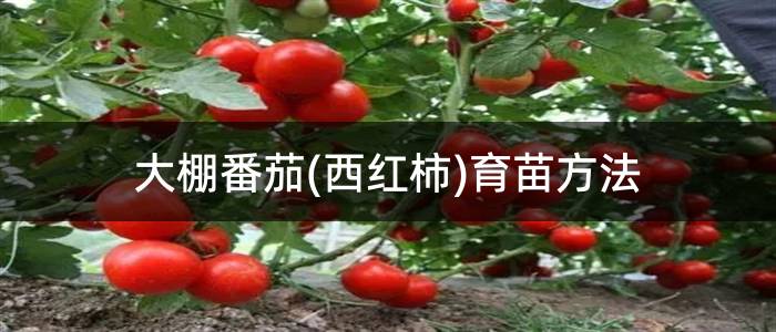 大棚番茄(西红柿)育苗方法