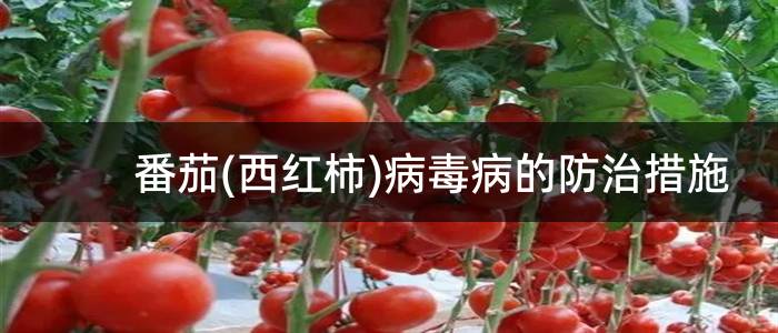番茄(西红柿)病毒病的防治措施