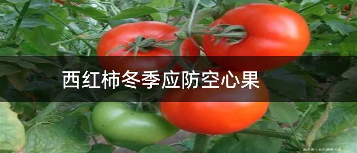 西红柿冬季应防空心果