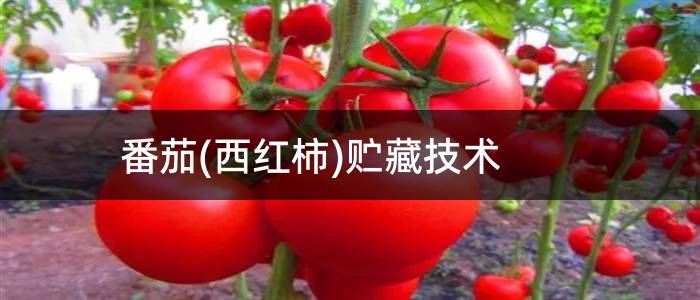 番茄(西红柿)贮藏技术
