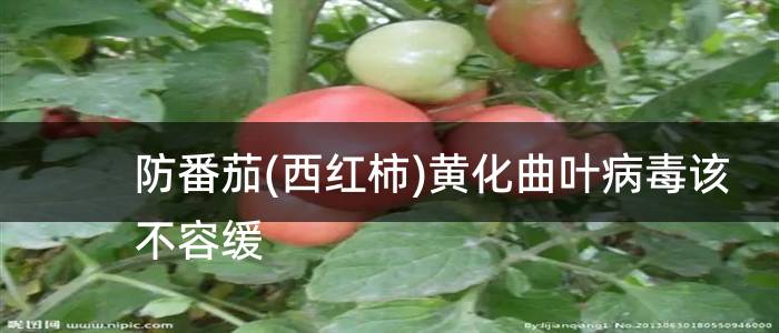 防番茄(西红柿)黄化曲叶病毒该不容缓